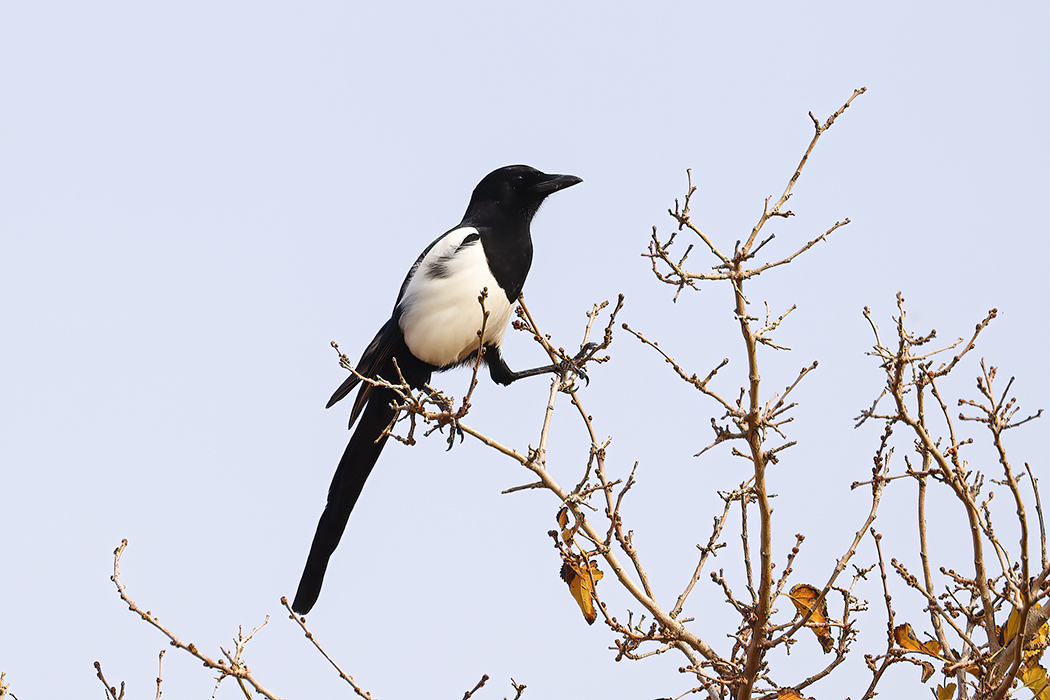 Eurasian Magpie