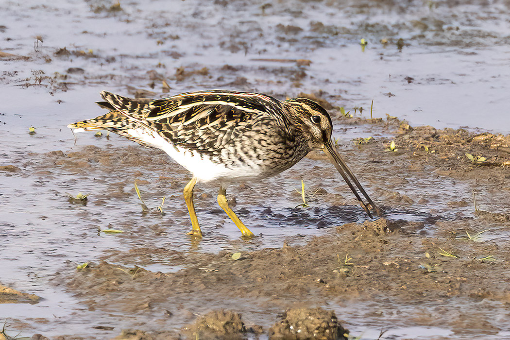 Common Snipe