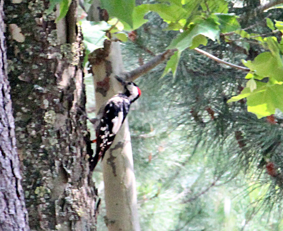 Syrian Woodpecker