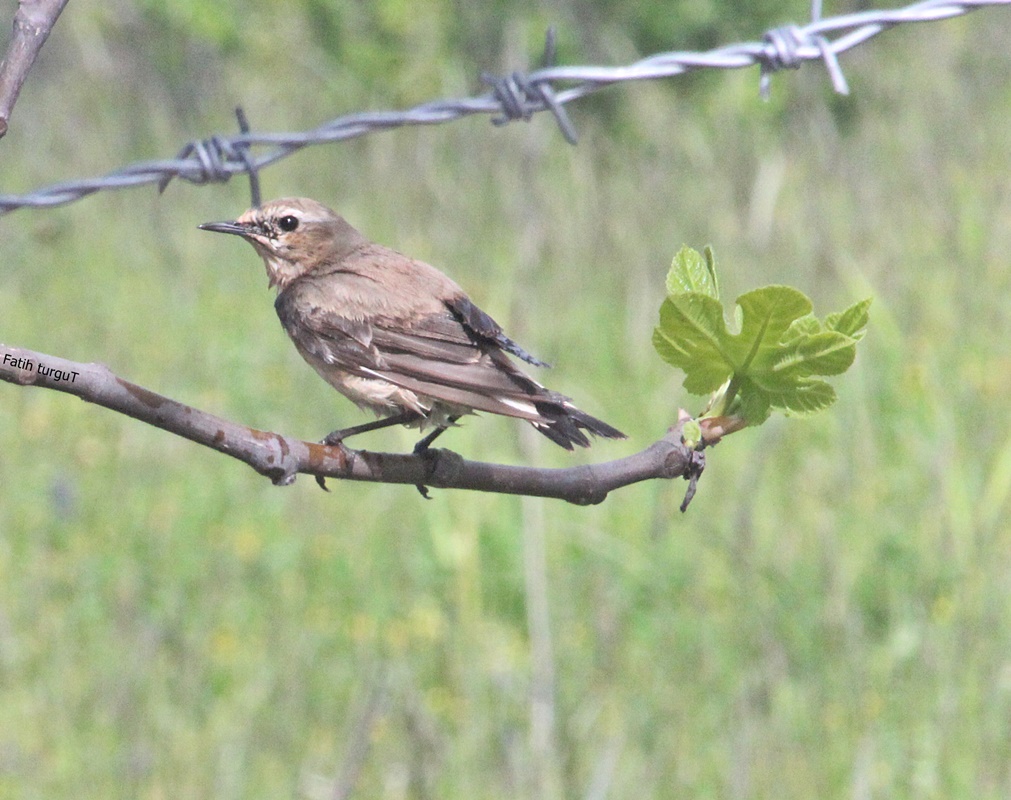 Northern Wheatear