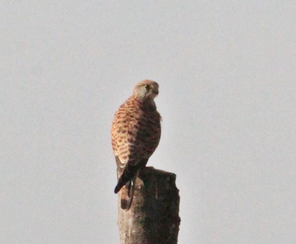 Common Kestrel