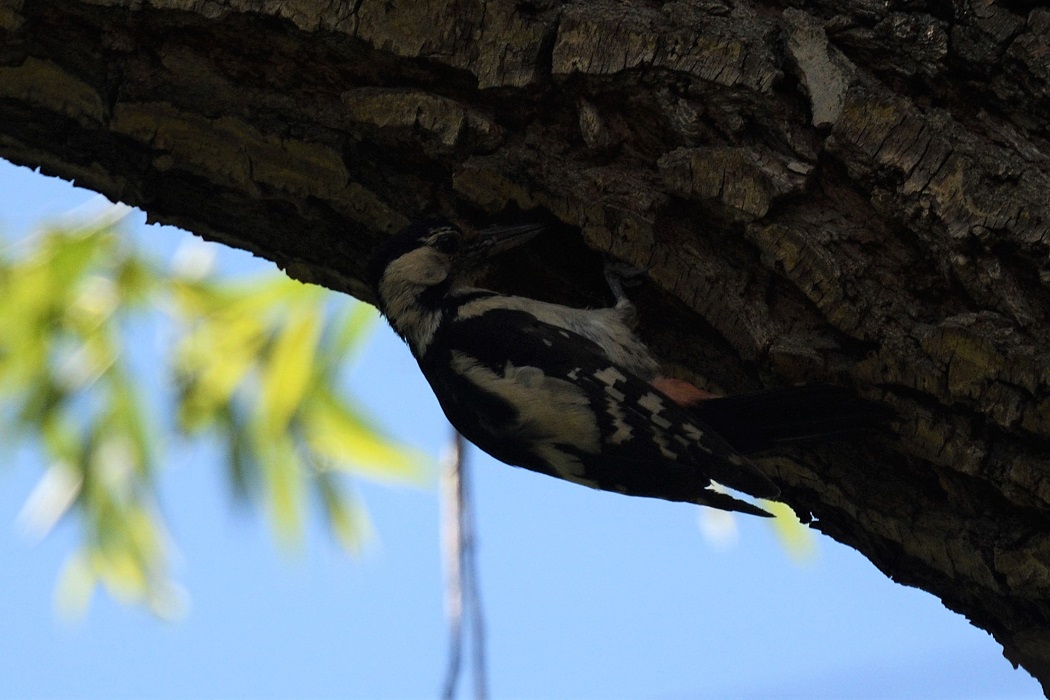 Syrian Woodpecker