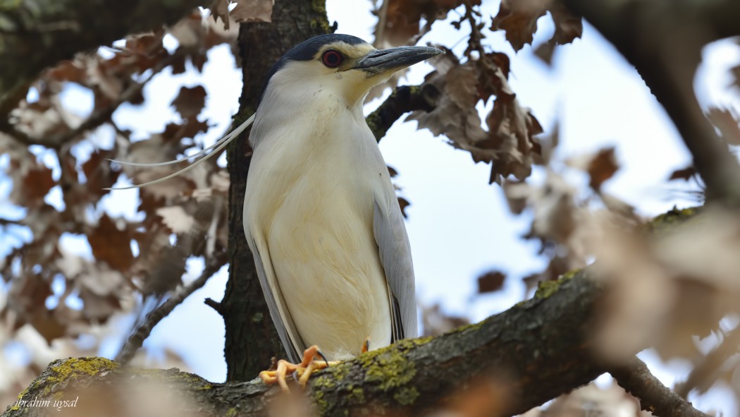 Black-crowned Night Heron