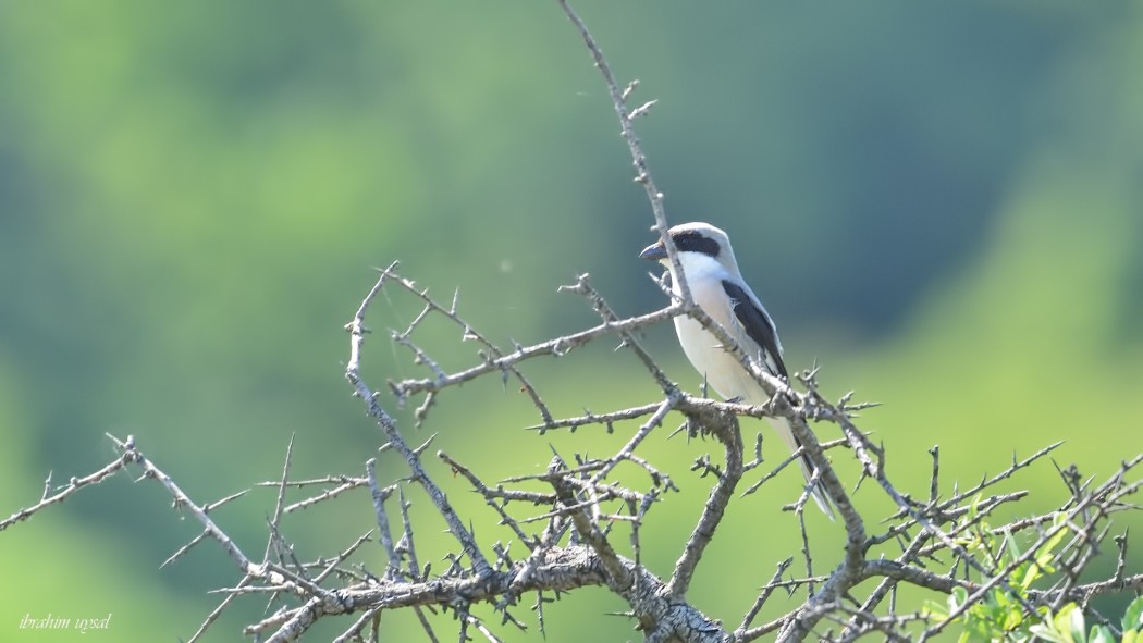 Lesser Grey Shrike