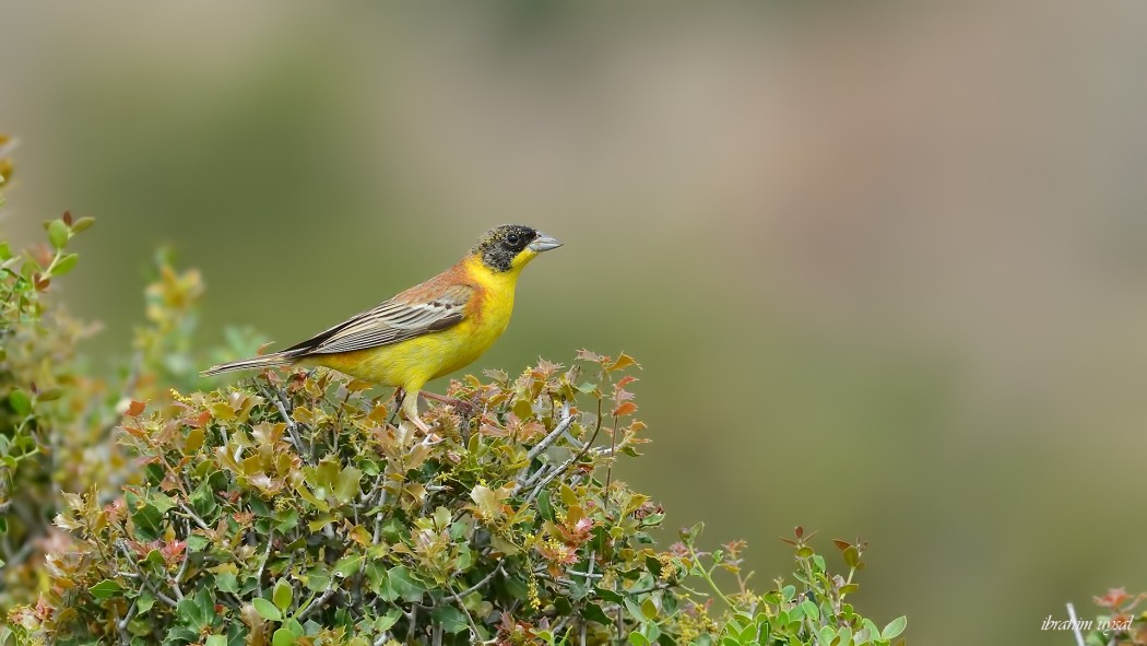 Black-headed Bunting