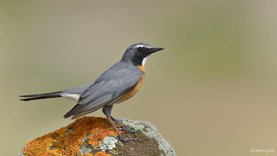 White-throated Robin