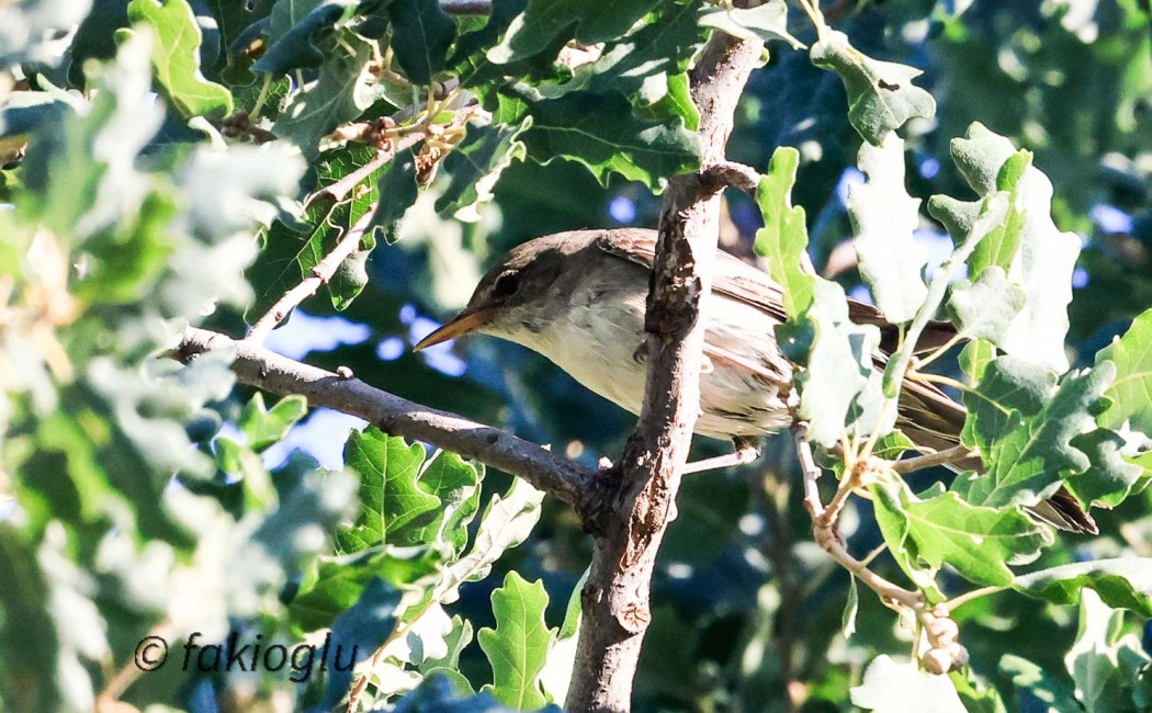 Olive-tree Warbler