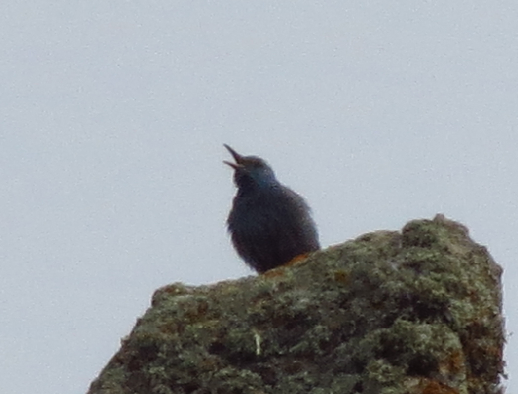 Blue Rock Thrush