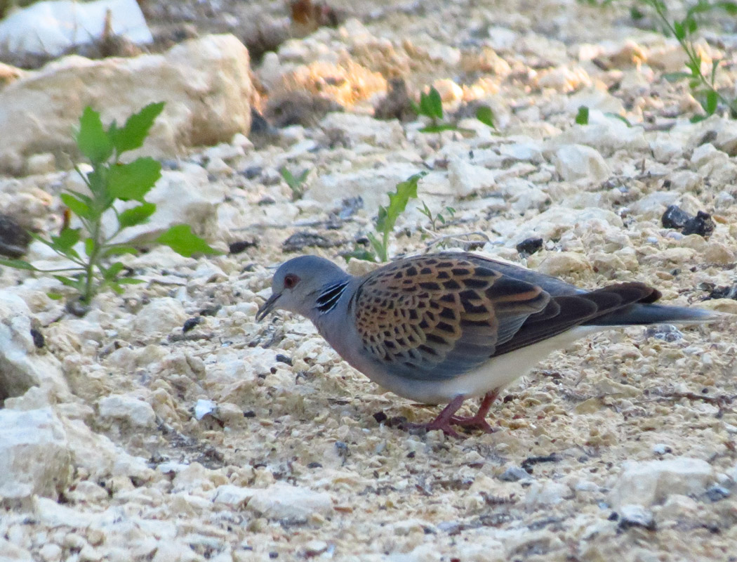 European Turtle Dove