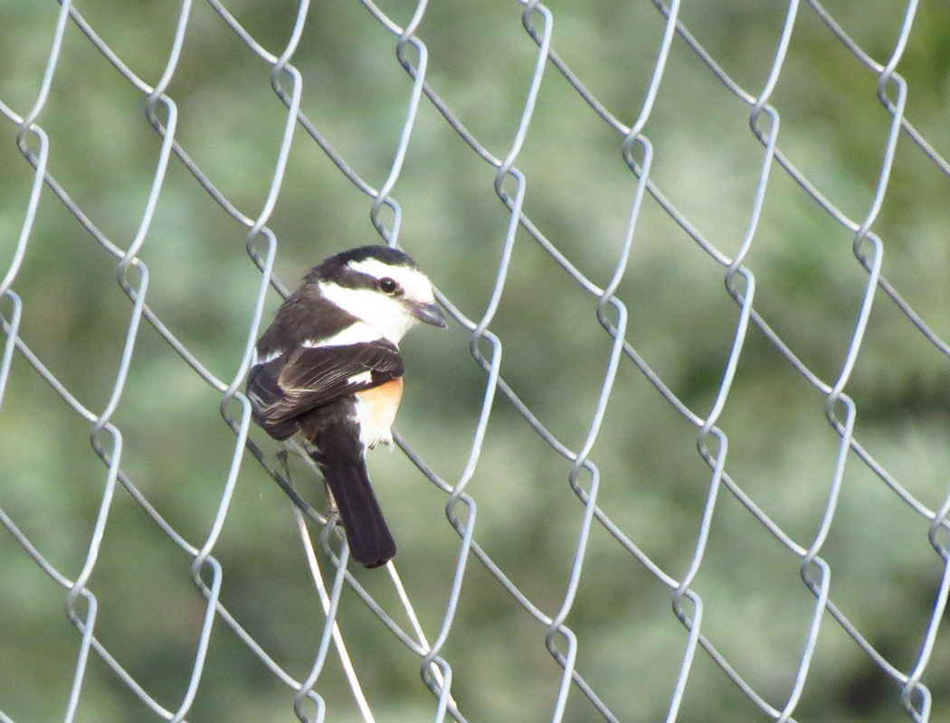 Masked Shrike