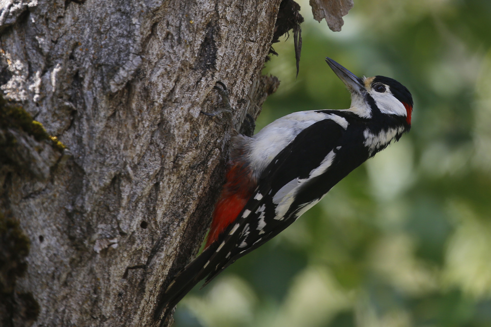 Great Spotted Woodpecker