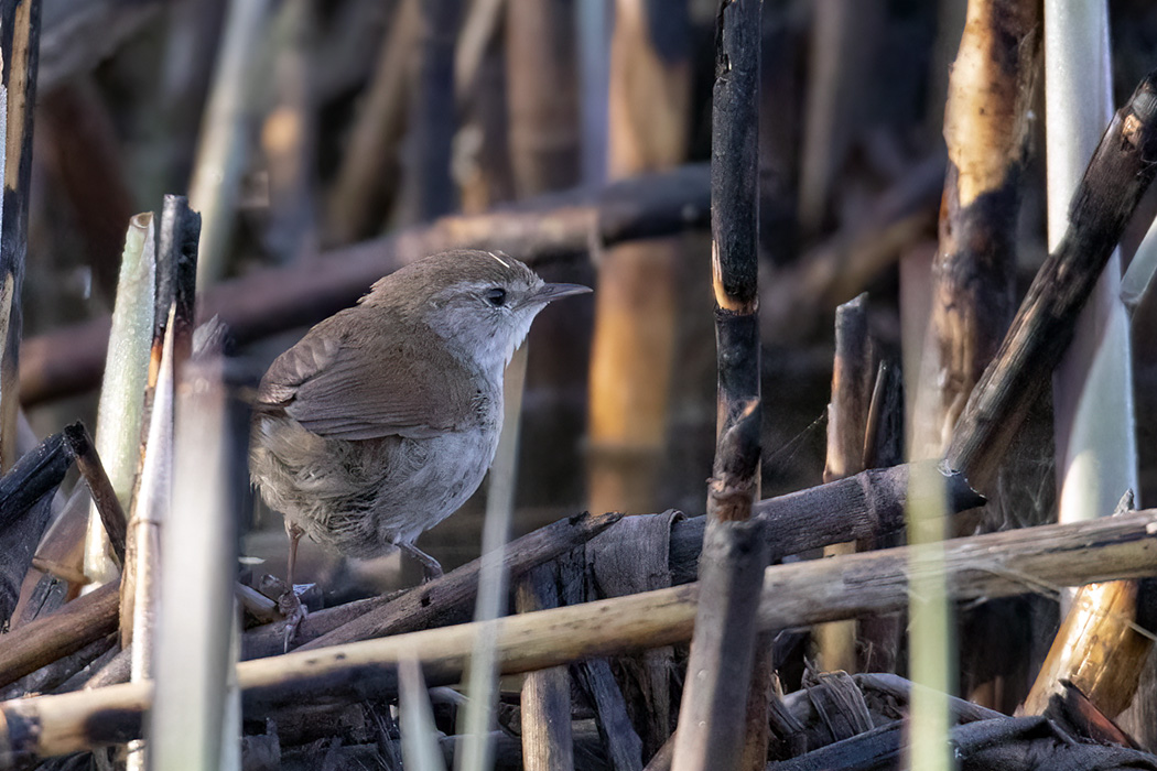 Cetti`s Warbler