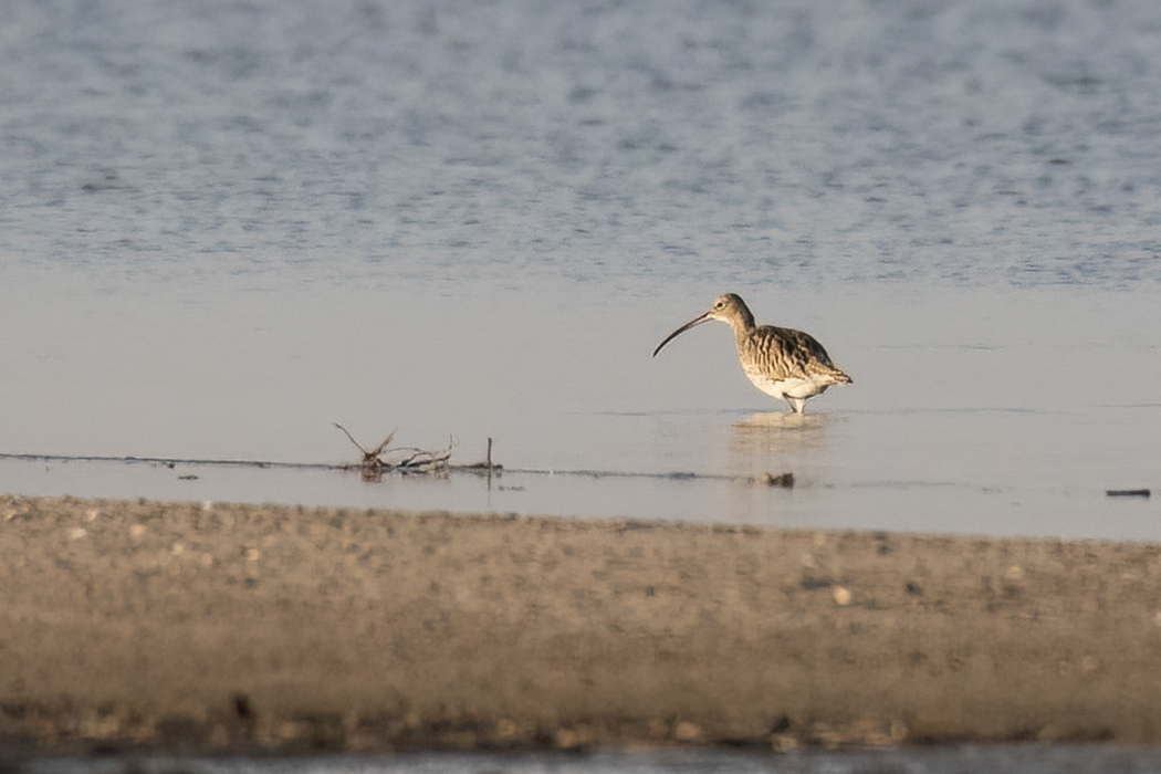 Eurasian Curlew
