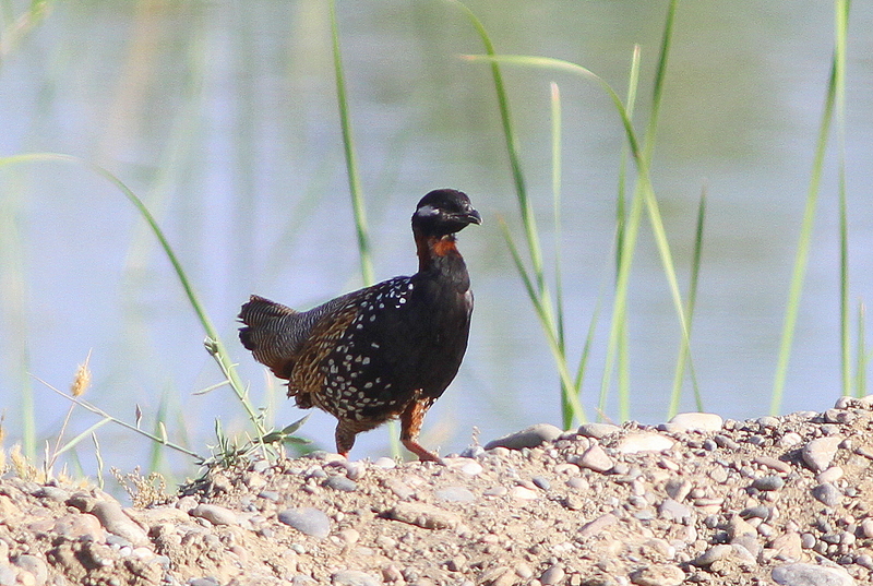 Black Francolin
