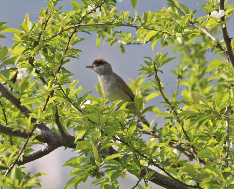 Eurasian Blackcap