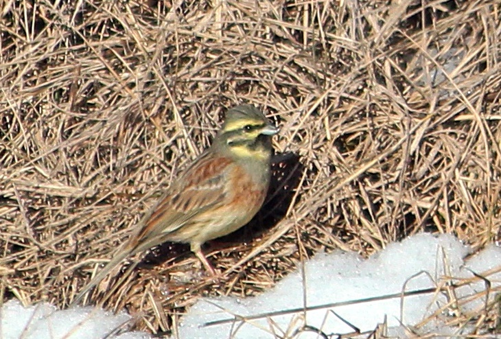 Cirl Bunting
