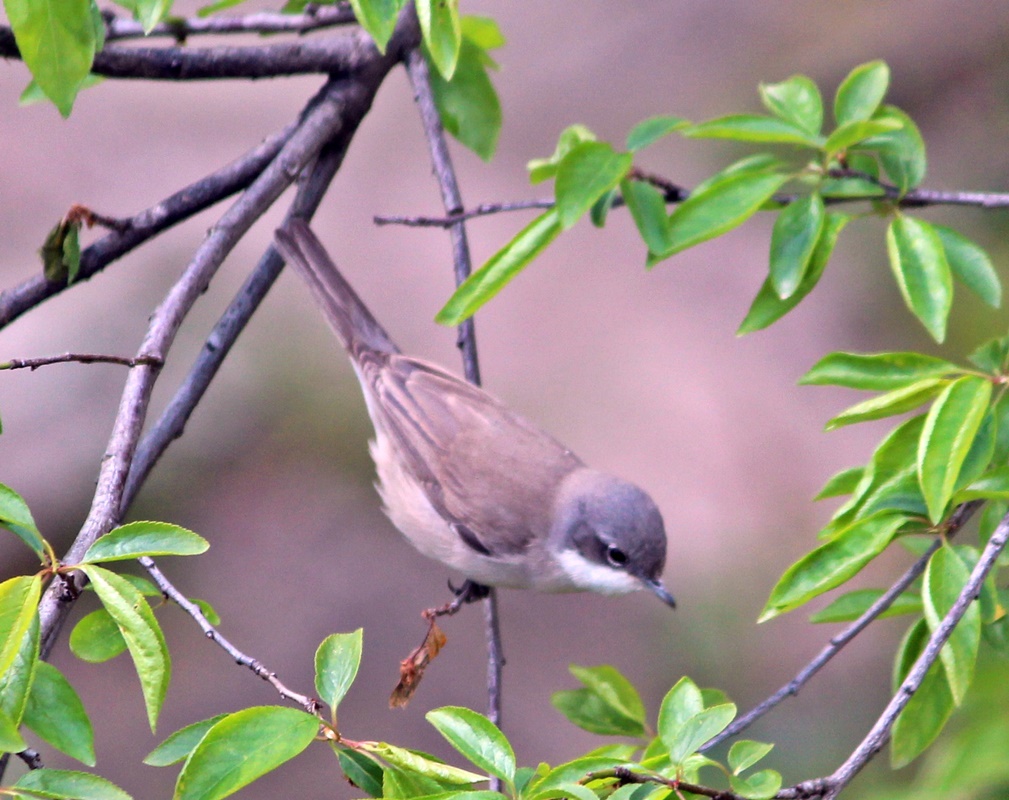 Lesser Whitethroat