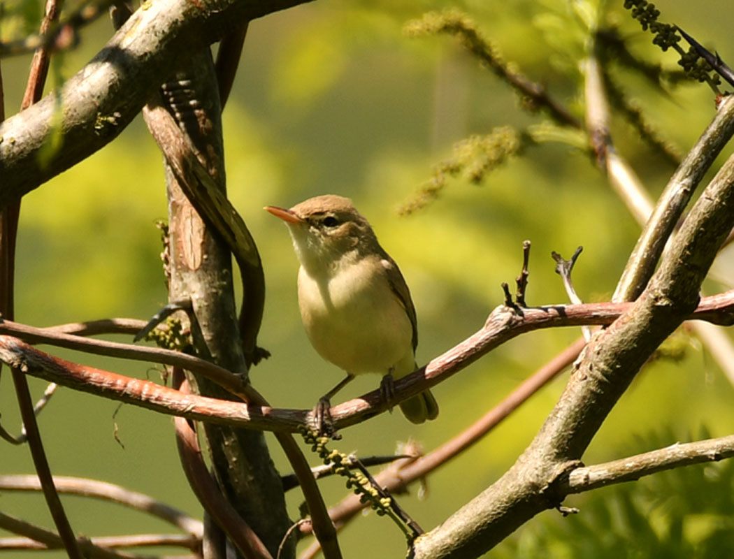 Icterine Warbler