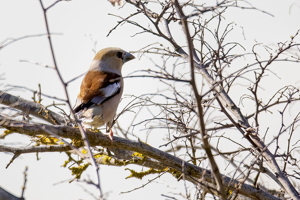 Hawfinch