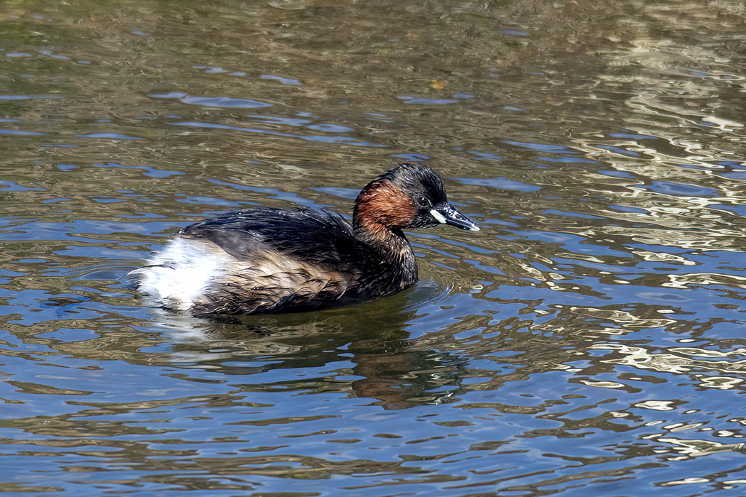 Little Grebe