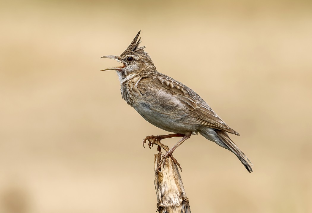 Crested Lark