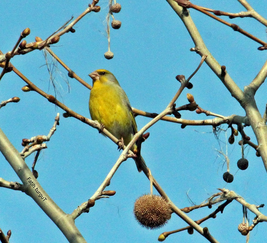 European Greenfinch
