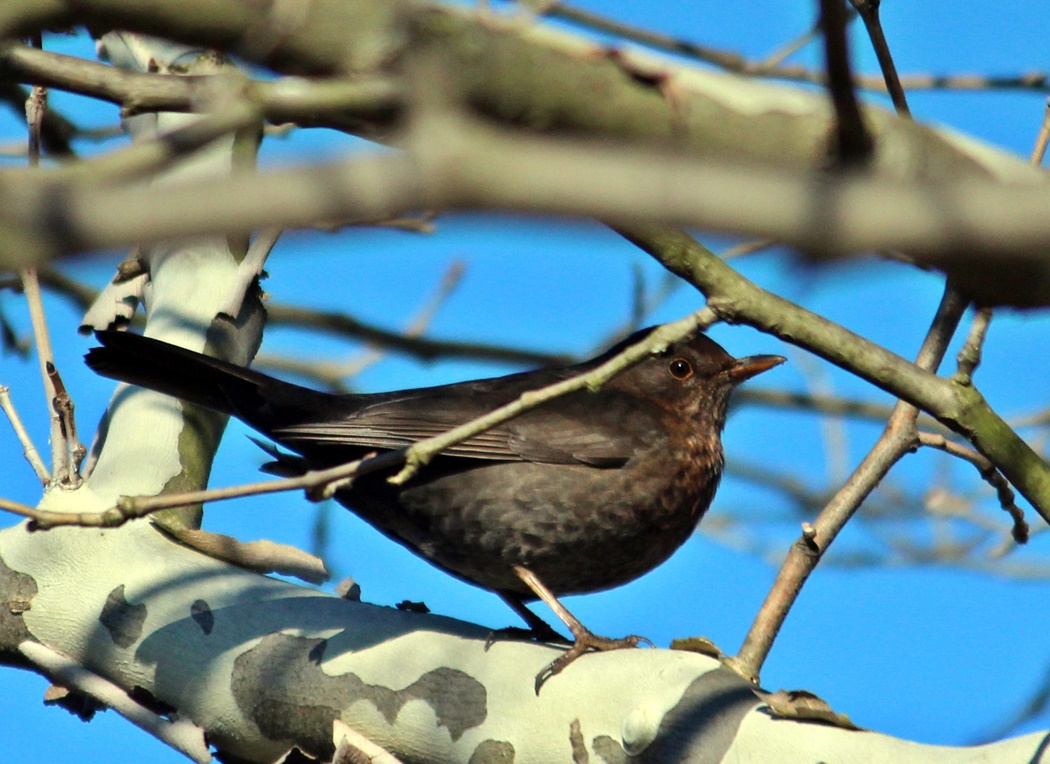 Common Blackbird