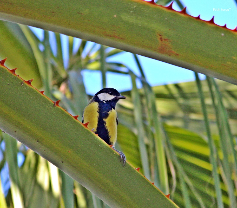 Great Tit