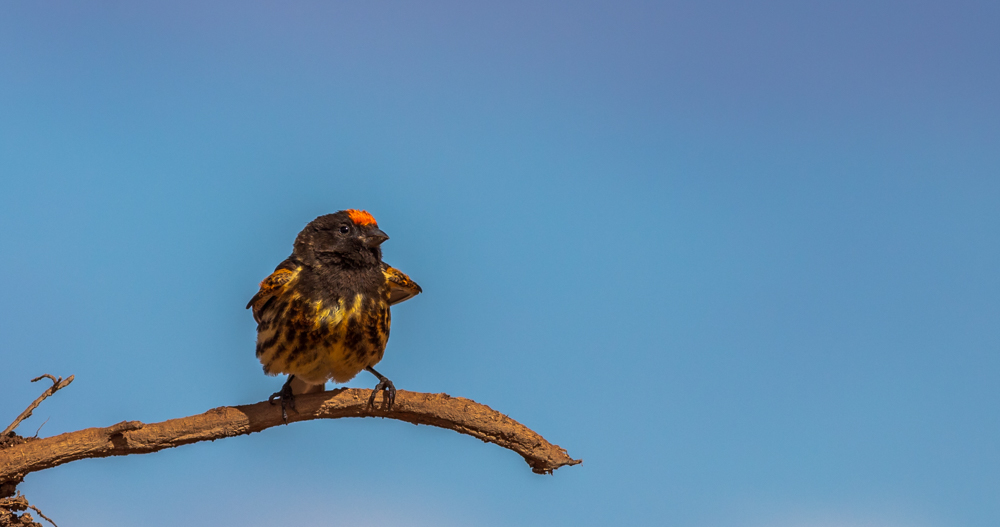 Red-fronted Serin