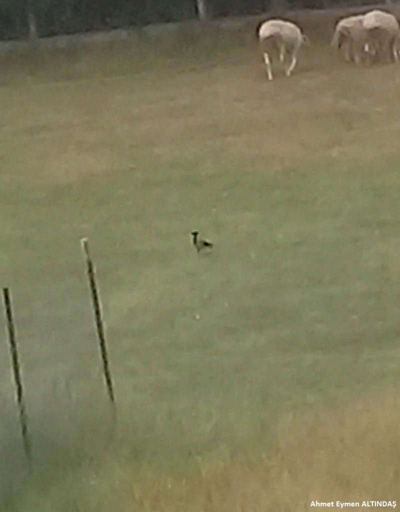 Hooded Crow