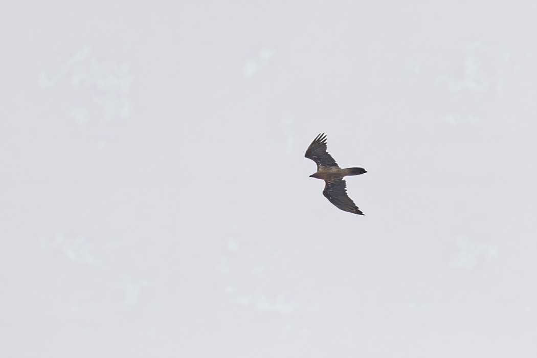 Bearded Vulture