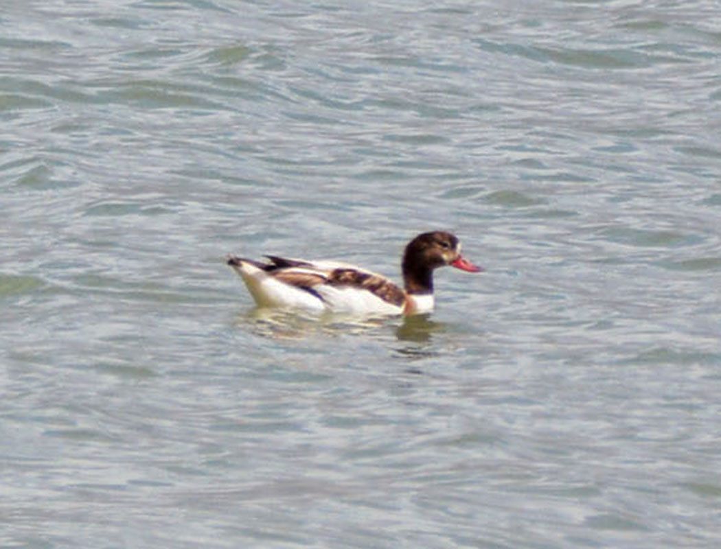 Common Shelduck