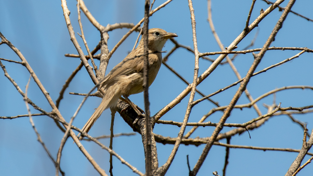 Iraq Babbler