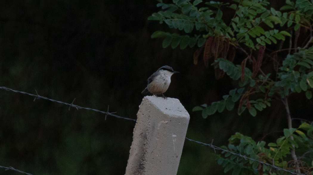 Western Rock Nuthatch