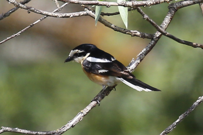 Masked Shrike