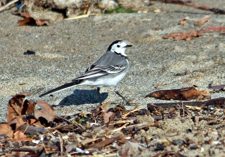 White Wagtail
