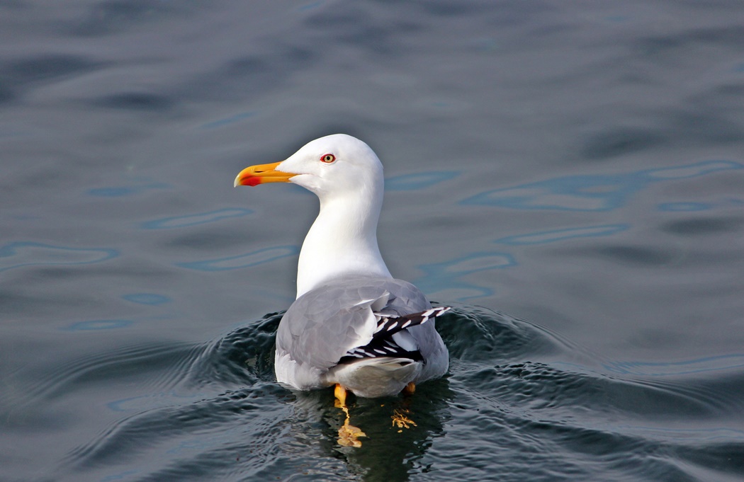 Yellow-legged Gull