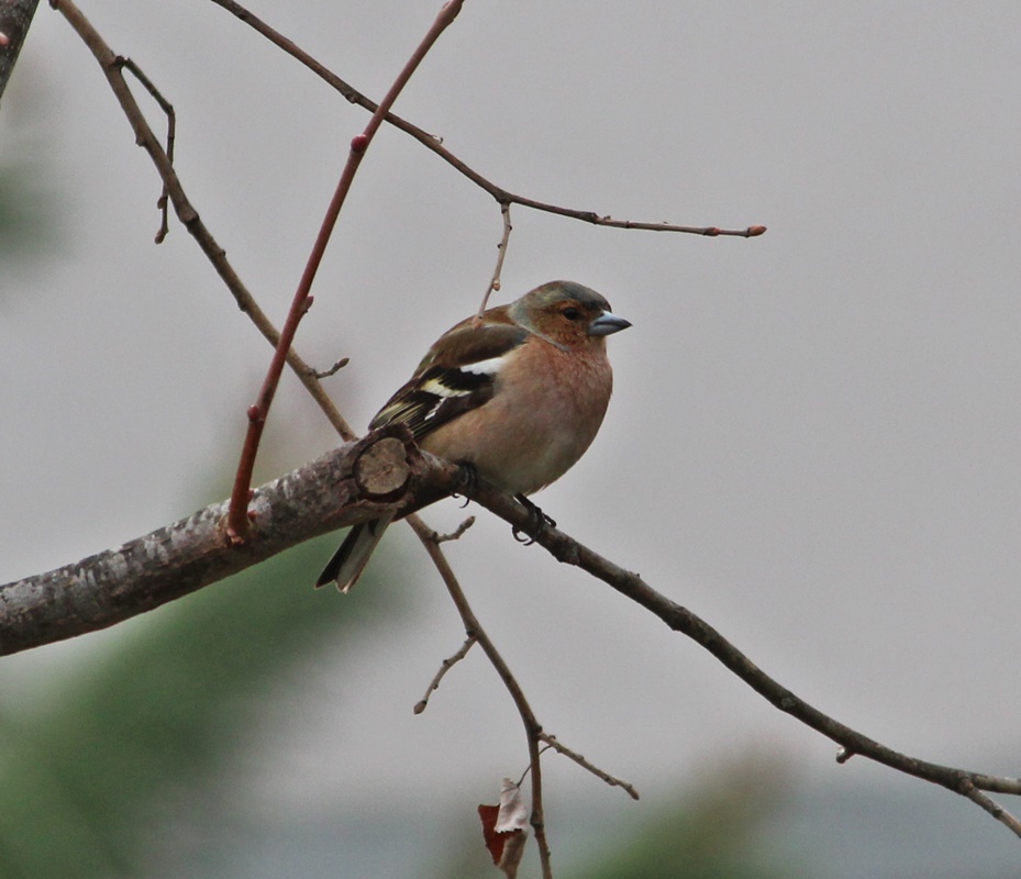 Eurasian Chaffinch