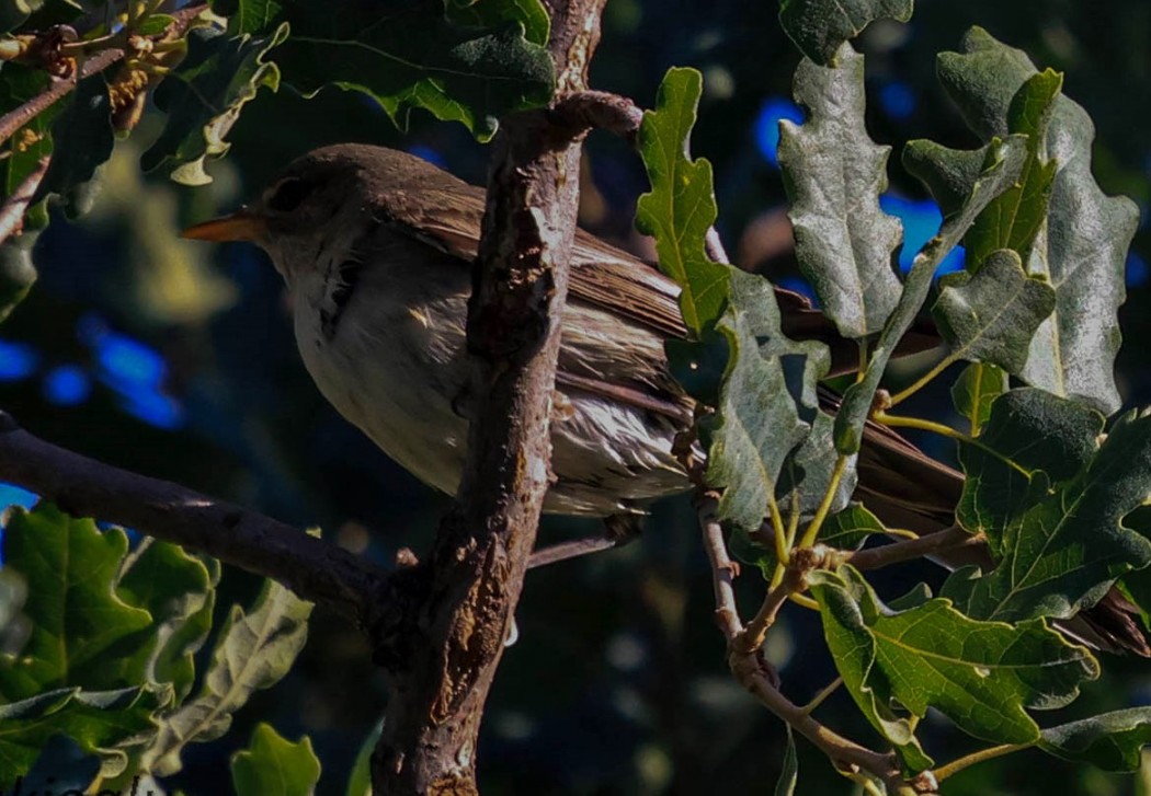 Olive-tree Warbler
