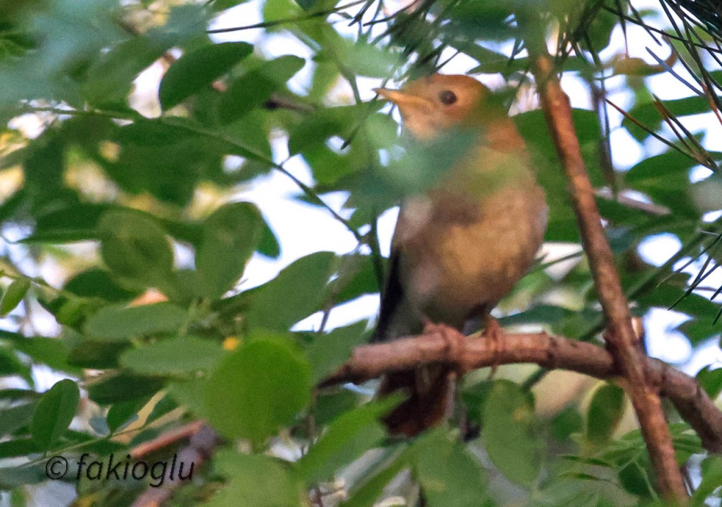 Common Nightingale