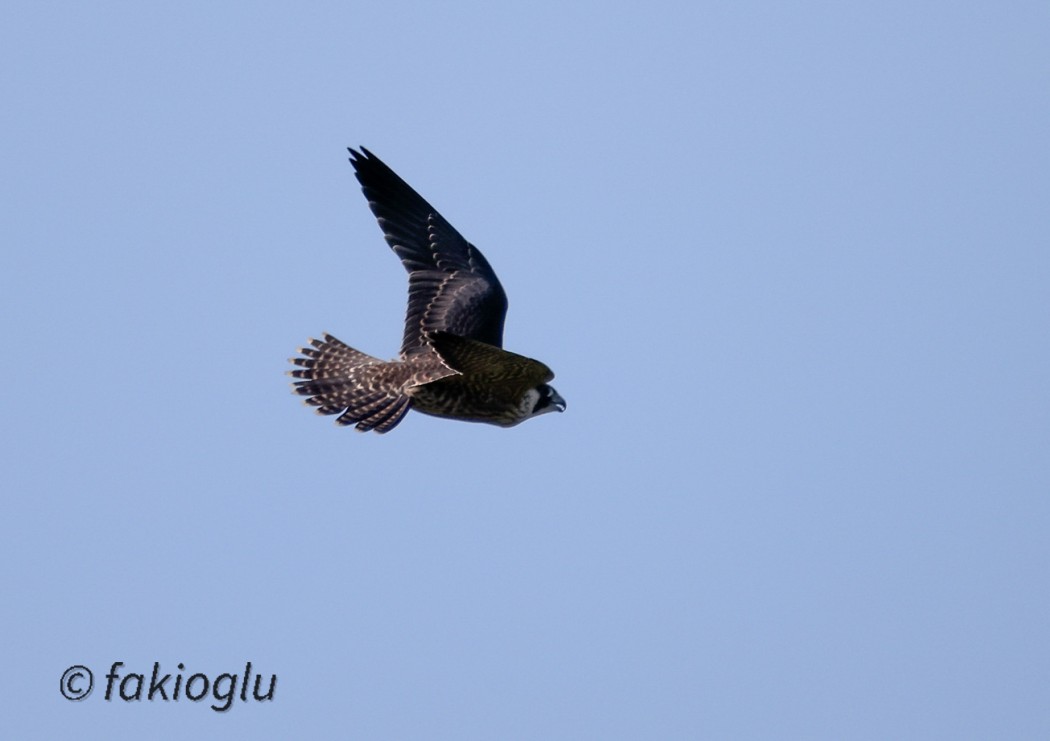 Peregrine Falcon