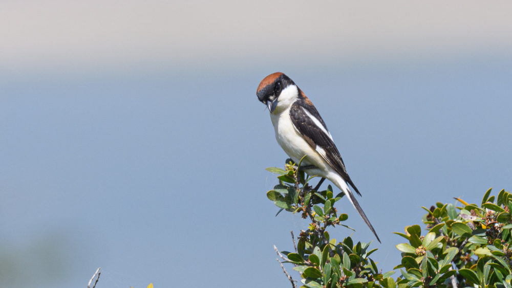 Woodchat Shrike