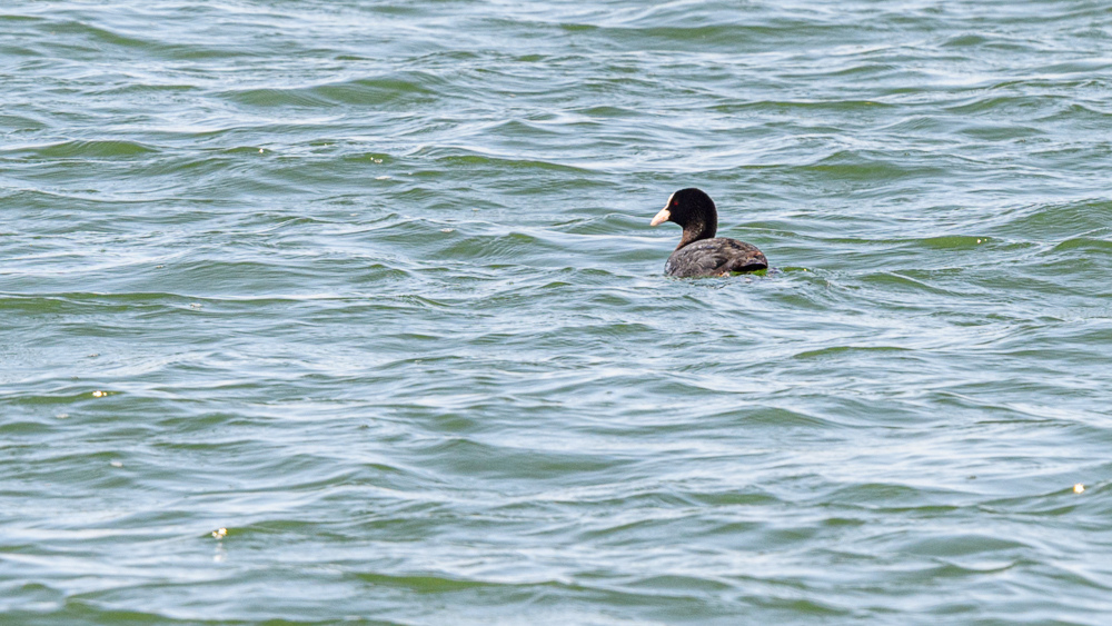 Eurasian Coot