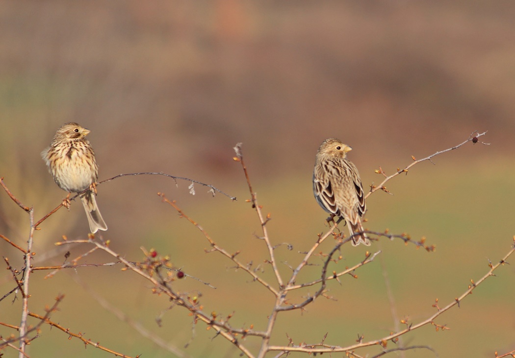 Corn Bunting