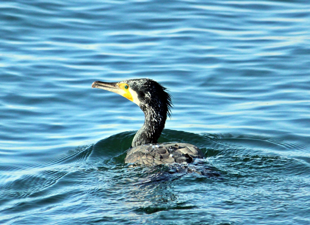 Great Cormorant