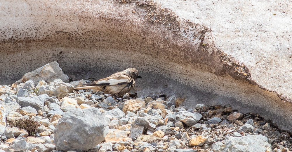White-winged Snowfinch