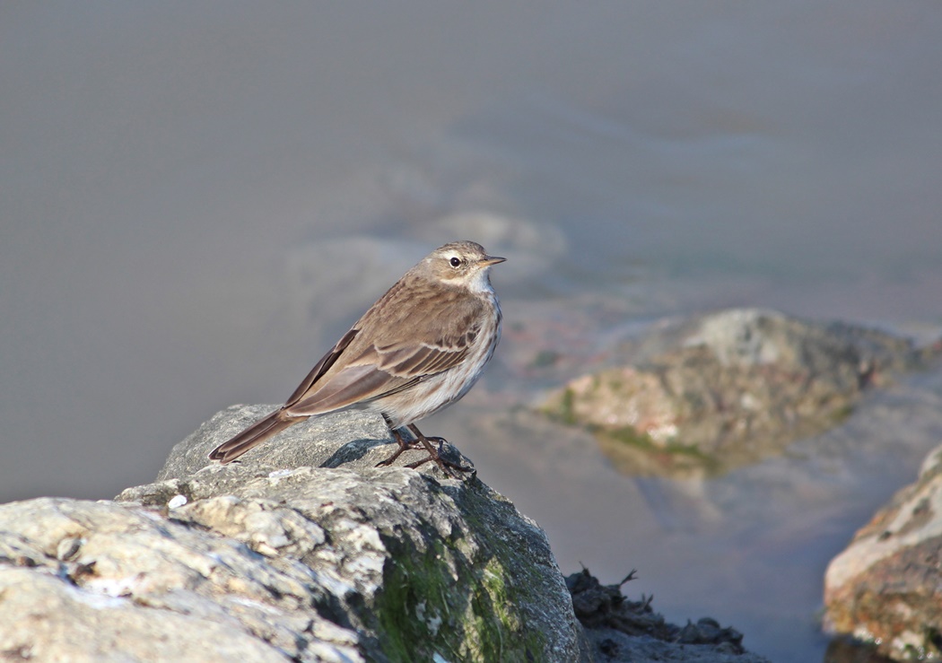 Water Pipit