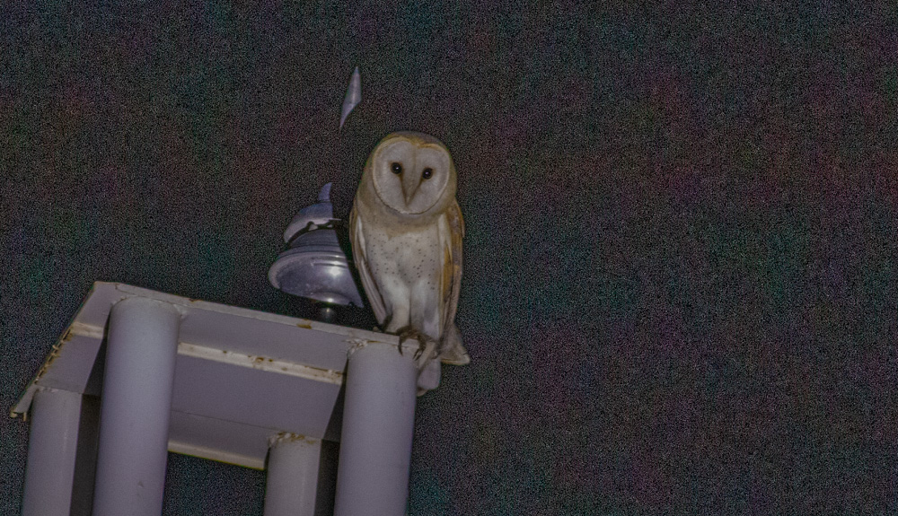 Western Barn Owl