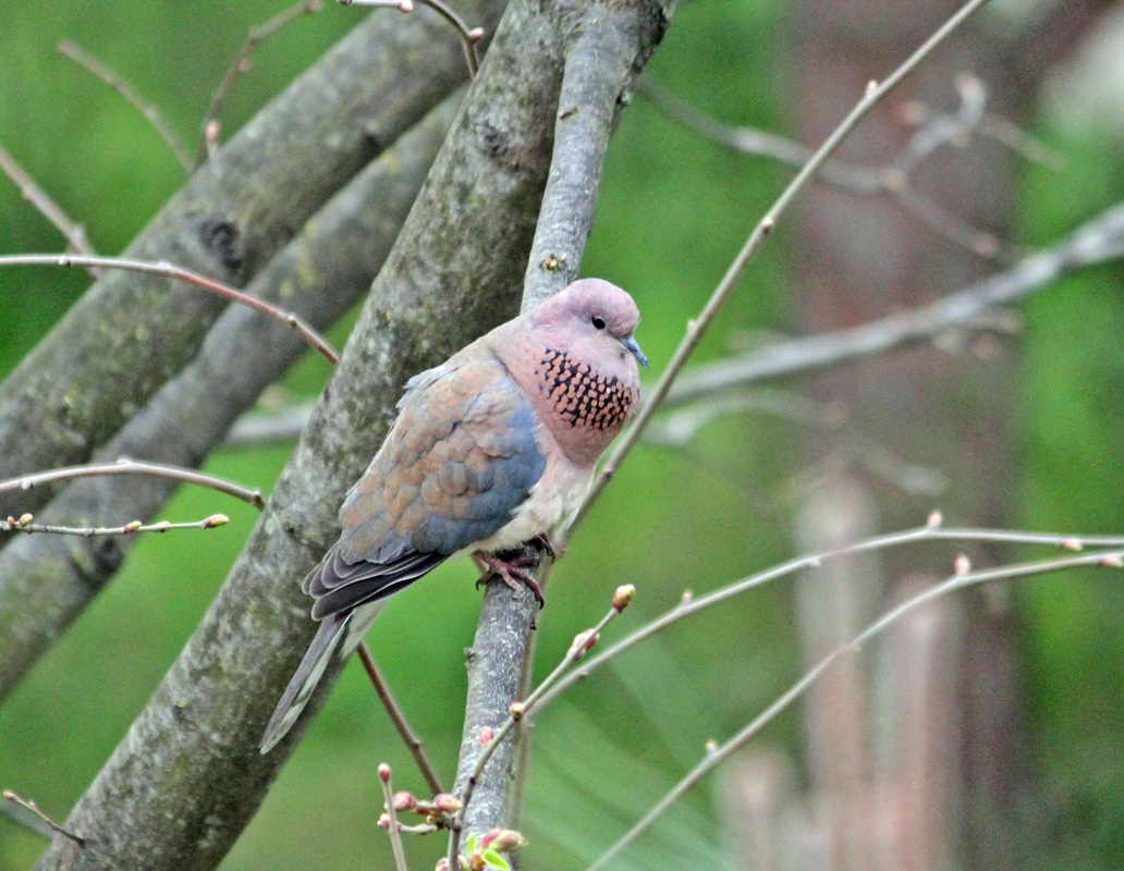 Laughing Dove