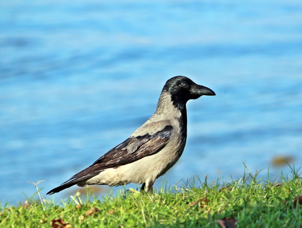 Hooded Crow